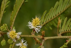 Gagnebina pterocarpa