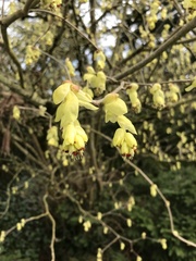 Corylopsis spicata