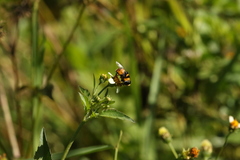 Phytomia
