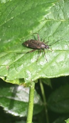 Miridae