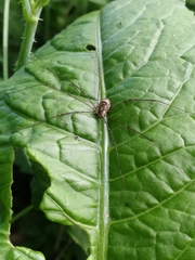 Amilenus aurantiacus