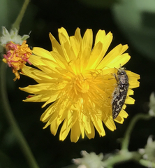 Acmaeodera
