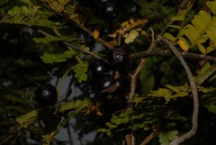 Macphersonia gracilis