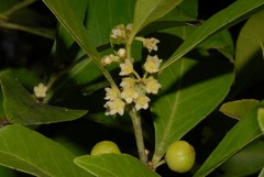 Maytenus undata