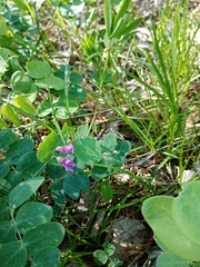 Lathyrus humilis