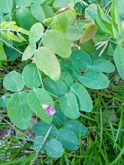 Lathyrus humilis