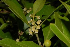 Maytenus undata