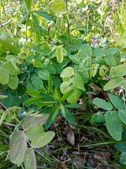 Lathyrus humilis