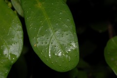 Psychotria punctata image