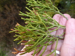 Halocarpus