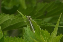 Platycnemis