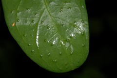 Psychotria punctata image