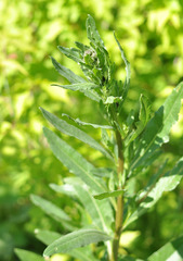 Cirsium arvense integrifolium