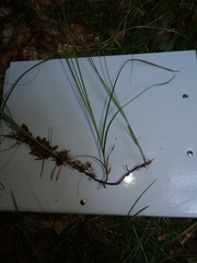 Carex brizoides