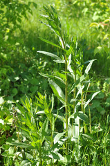 Cirsium arvense integrifolium