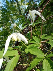 Clematis alpina sibirica