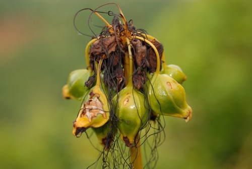 Tacca leontopetaloides image