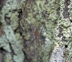 Argiope ocyaloides