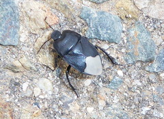 Cydnus aterrimus