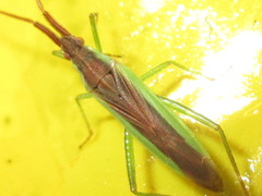 Stenodema rubrinervis