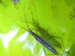 Stenodema rubrinervis