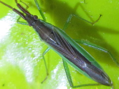 Stenodema rubrinervis