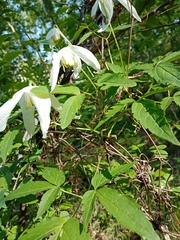 Clematis alpina sibirica