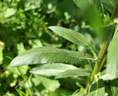 Cirsium arvense integrifolium