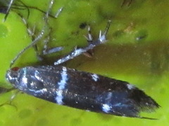 Ressia quercidentella