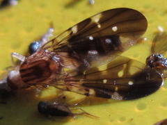 Acanthonevra pteropleuralis