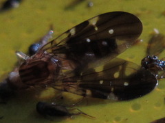 Acanthonevra pteropleuralis