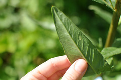 Cirsium arvense integrifolium