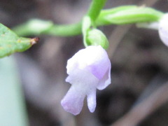 Hemipilia gracilis