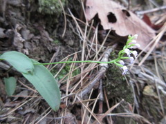 Hemipilia gracilis