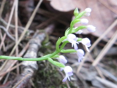 Hemipilia gracilis