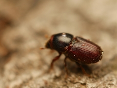 Scolytus intricatus