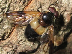 Volucella tabanoides