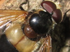 Volucella tabanoides