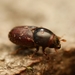 Typical Bark Beetles - Photo (c) Alexis, some rights reserved (CC BY), uploaded by Alexis