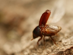 Scolytus intricatus