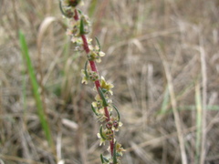 Bassia laniflora