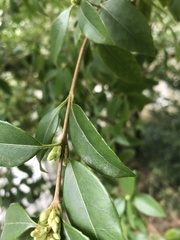 Osmanthus