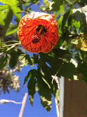 Abutilon × hybridum