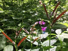 Lathyrus vernus