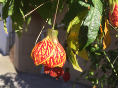 Abutilon × hybridum