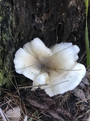 Omphalotus nidiformis