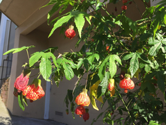 Abutilon × hybridum