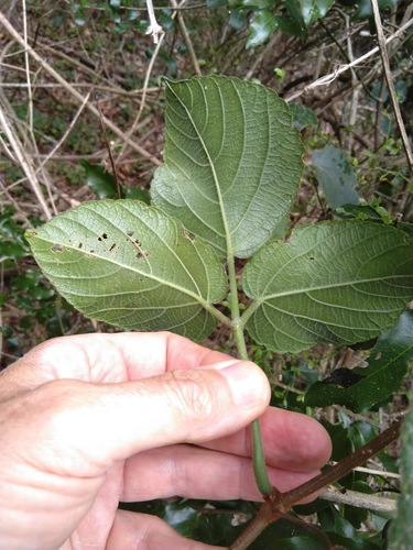 Cayratia acris, photograph 3