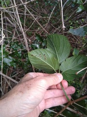 Cayratia acris, photograph Tony van Kampen, CC BY, iNaturalist via GBIF
