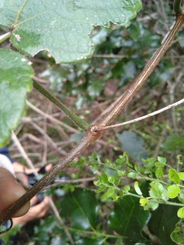 Cayratia acris, photograph 6